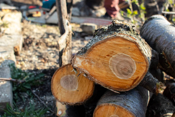 How Our Tree Care Process Works  in  Port Jervis, NY